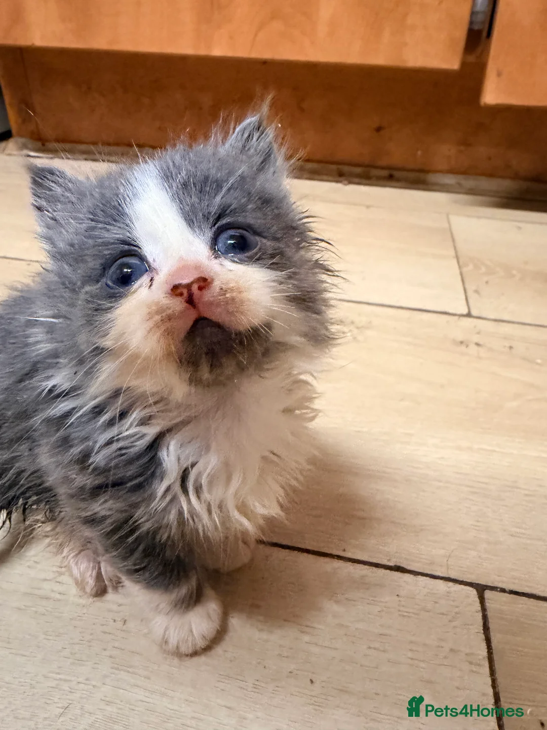 Mixed Breed cats for sale: Grey and white longhaired ragdoll x kitten  - Advert 8