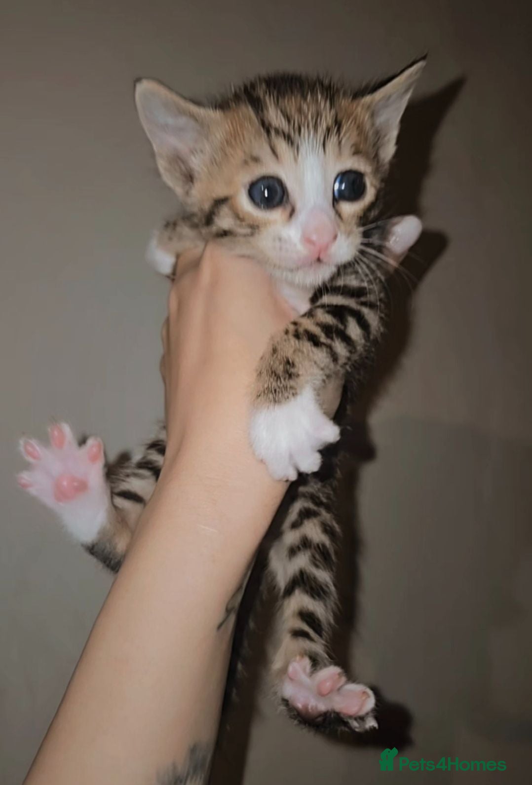Bengal cats Savannah x bengal ONE MALE LEFT - Advert 1