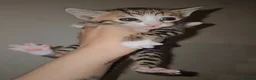 Bengal cats for sale: Savannah x bengal ONE MALE LEFT - Advert 2