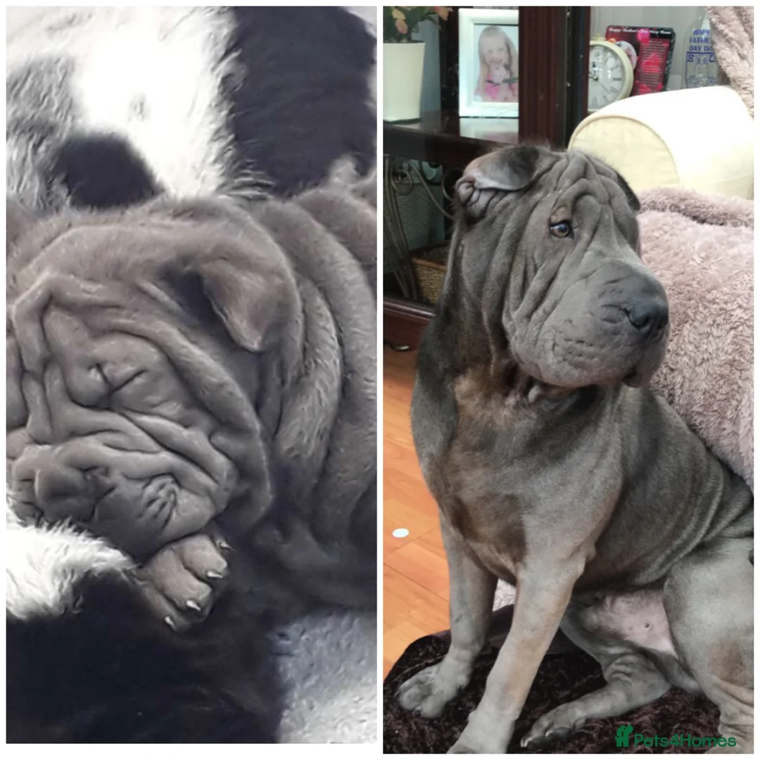 Shar Pei dogs for stud: Big boy Bleu in Sheffield - Advert 10