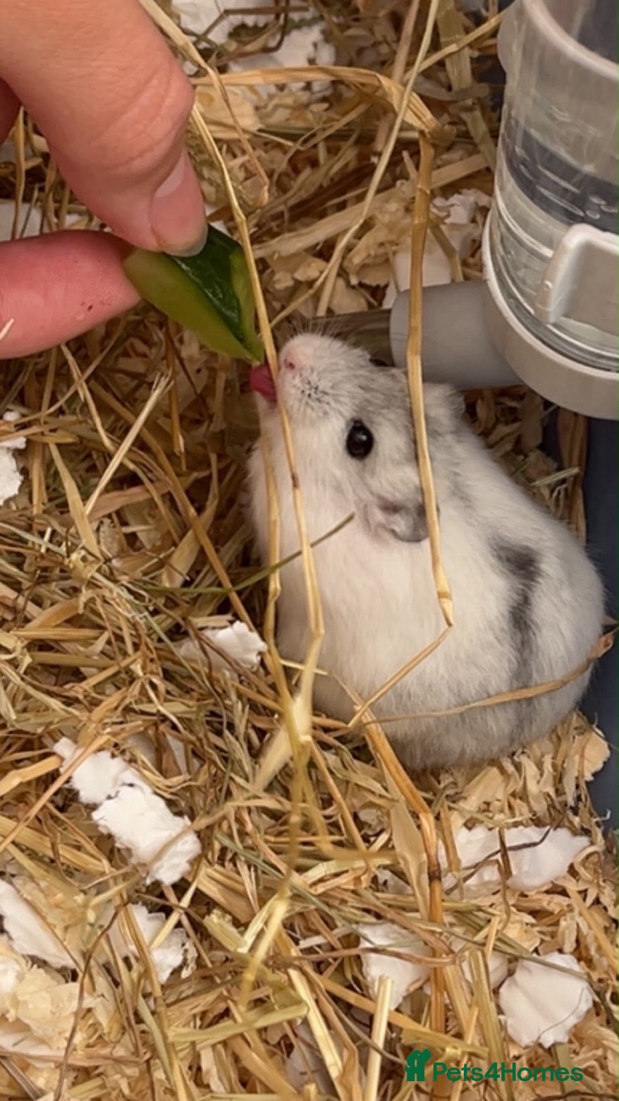 Hamster rodents Russian Dwarf Hamster -Snowball  - Advert 1