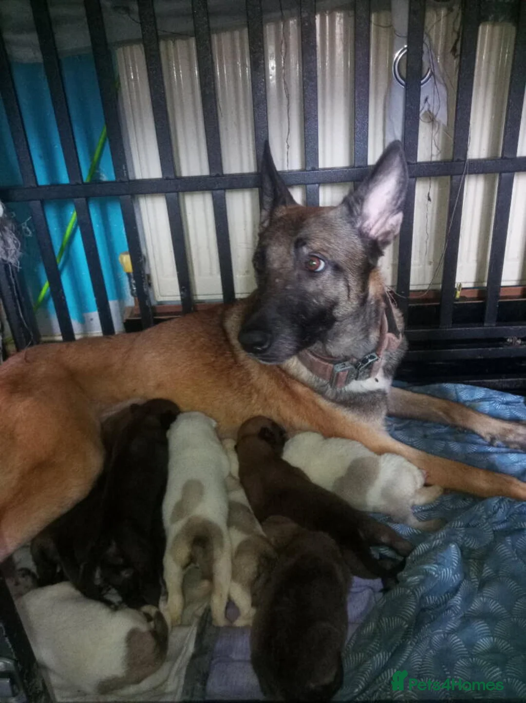 Belgian Shepherd Dog dogs for sale: 10 Belgium Mali pups  - Advert 16
