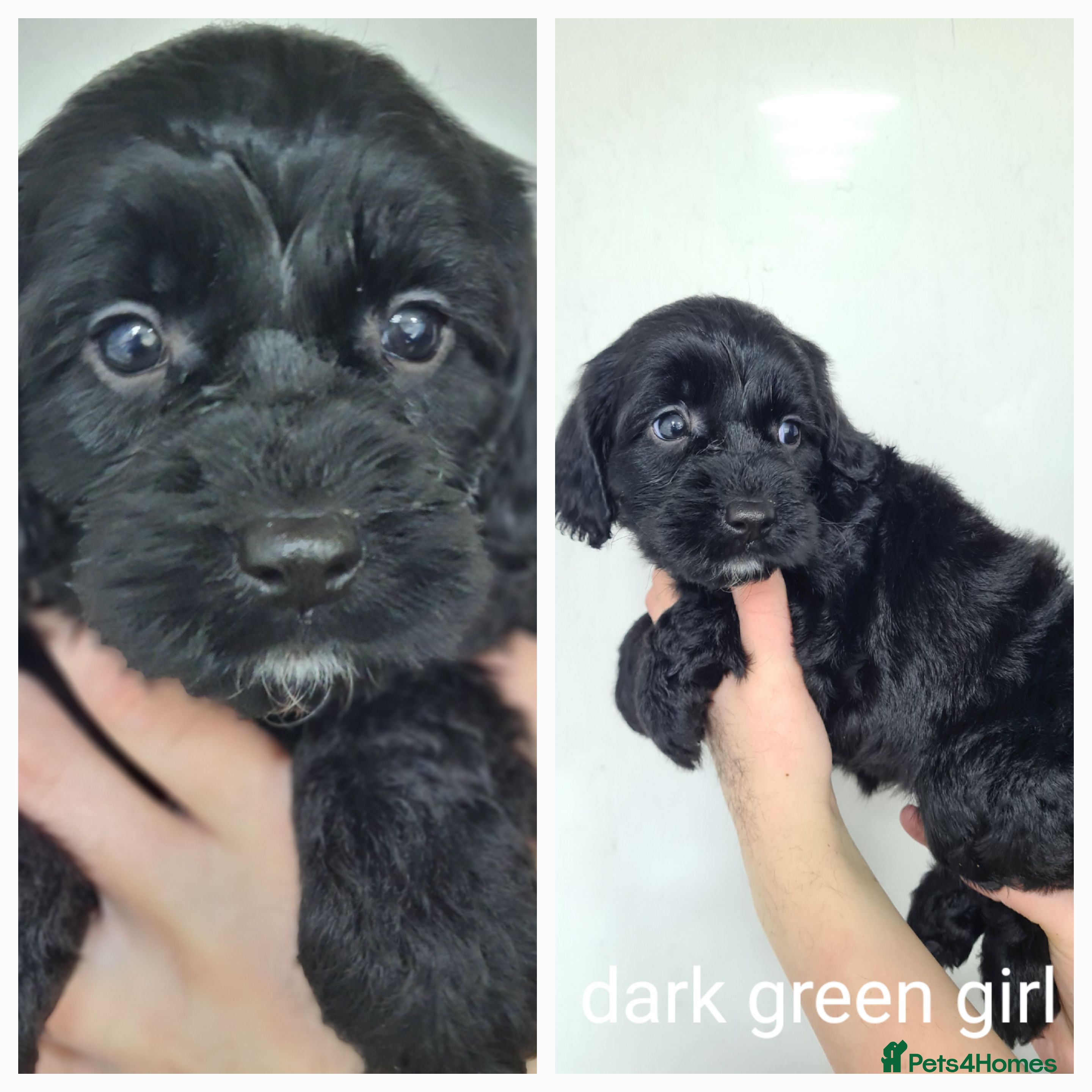 Cockapoo dogs Cockapoo f1 - Advert 2