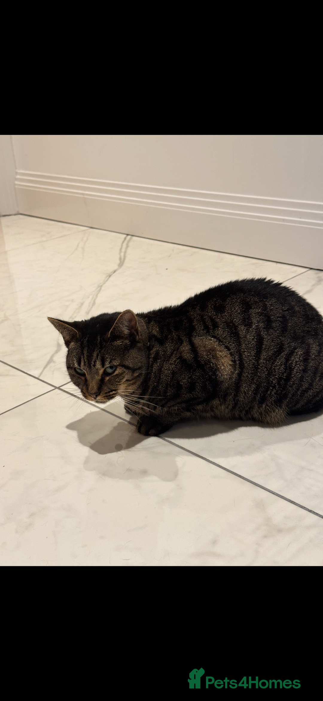 Mixed Breed cats for sale: Rescue cats- adults 🧡 - Advert 3