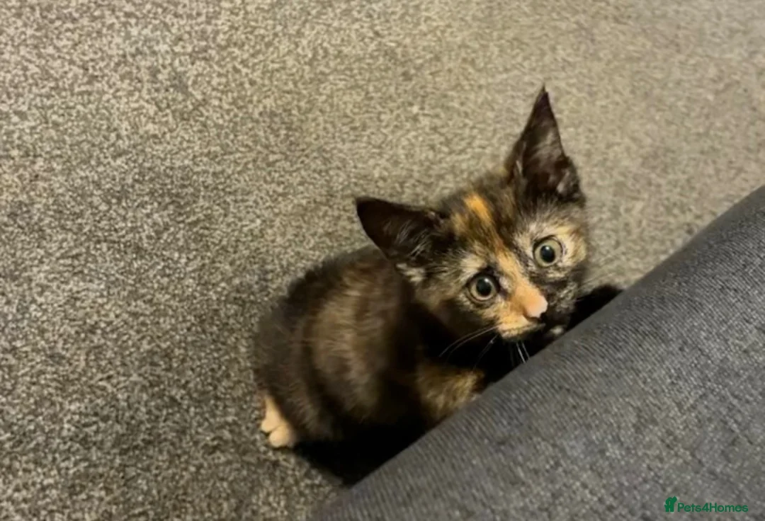 Mixed Breed cats for sale: Adorable Tortoiseshell Kitten 🐾 - Advert 2