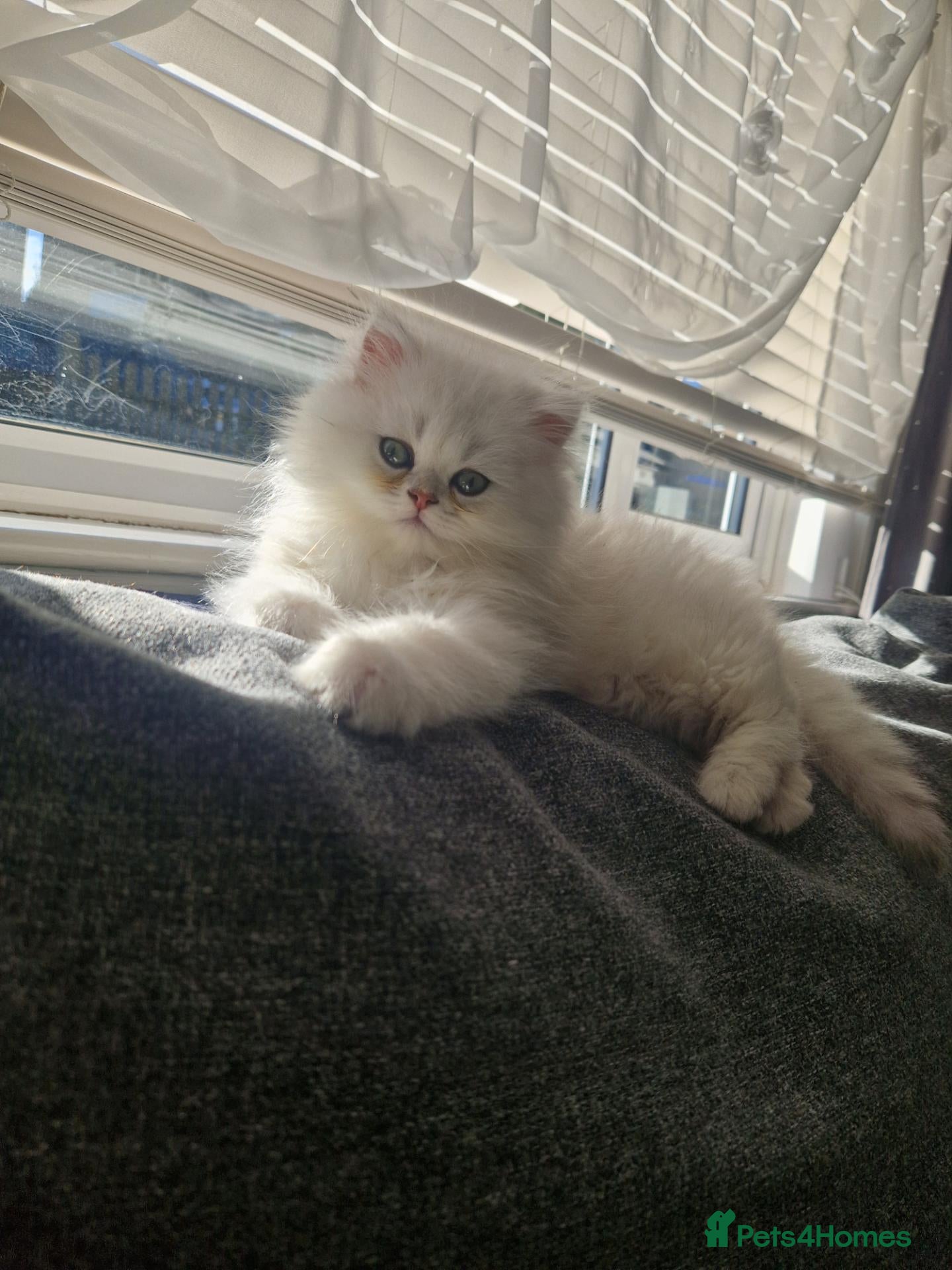 Persian cats Chinchilla Persian only one boy left Simba - Advert 6