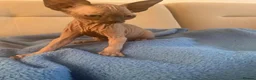 Sphynx cats for sale: 6 tica registered Sphynx Kittens in London - Advert 3