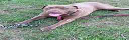 Mastiff dogs for sale: Beautiful Family Mastiff for sale - Advert 2