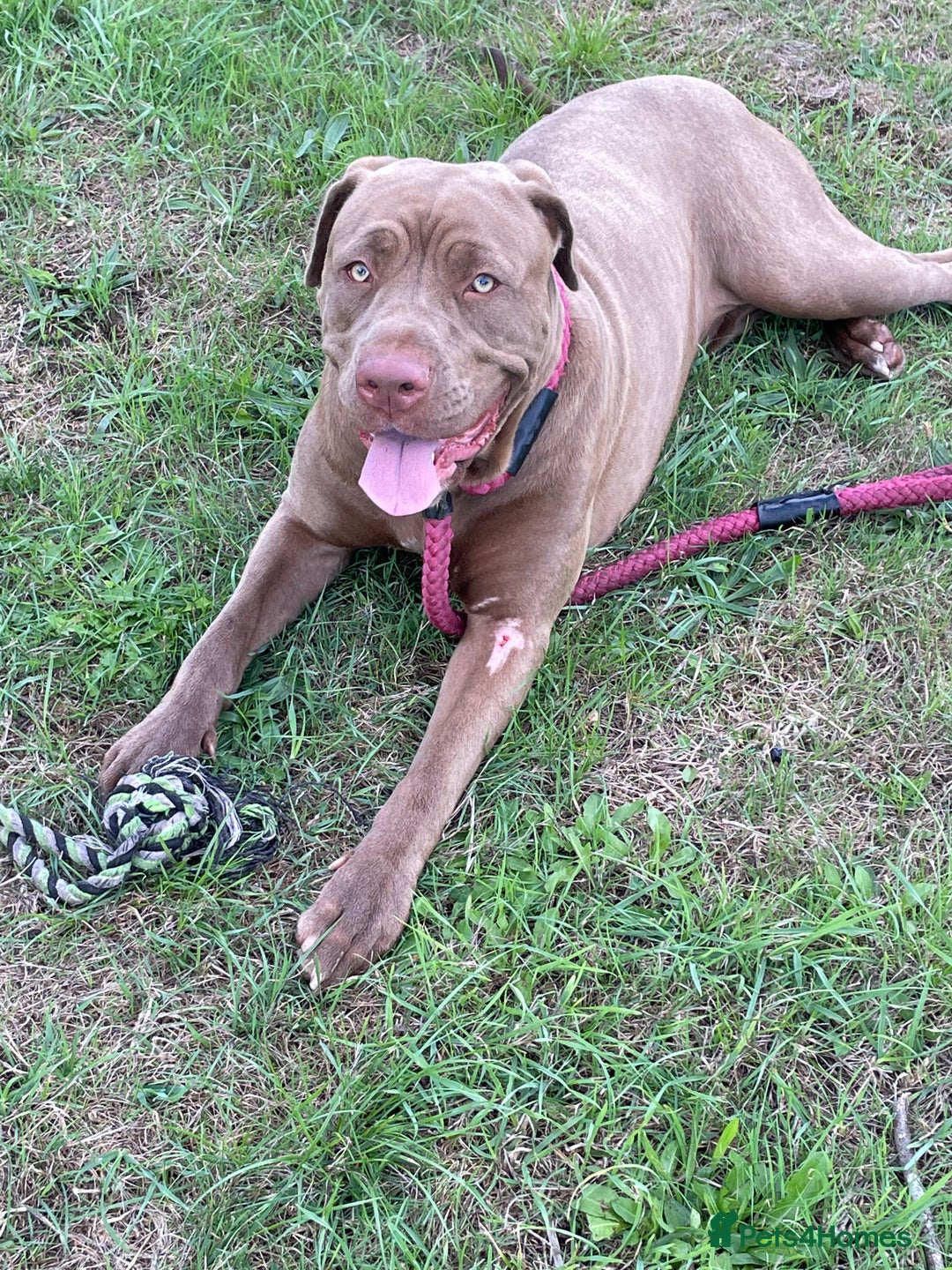 Mastiff dogs for sale: Beautiful Family Mastiff for sale - Advert 2