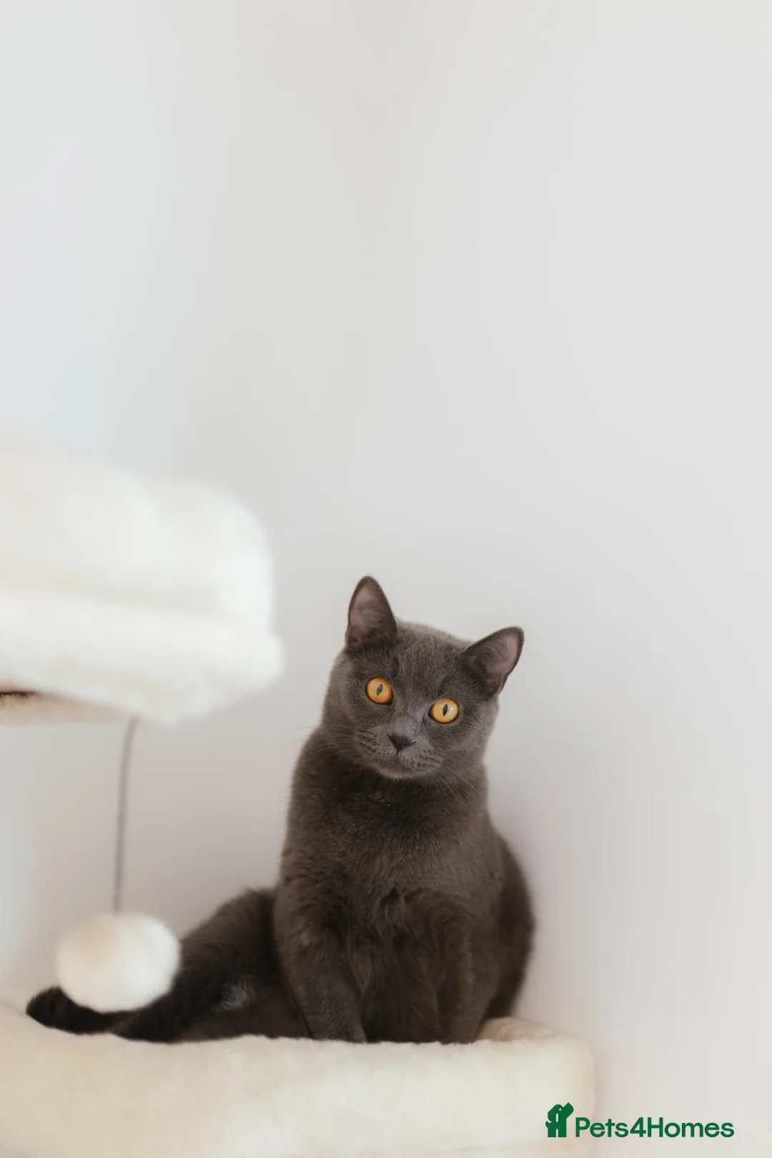 British Shorthair cats for sale: British Shorthair, 2.5 Years Old – £400 in Uxbridge - Advert 2