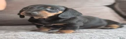 Dachshund dogs for sale: Champion Line Standard Dachshund  in Coventry - Advert 19
