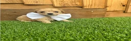Cockapoo dogs for sale: Beautiful Cockapoo Puppies in Cardiff - Advert 12