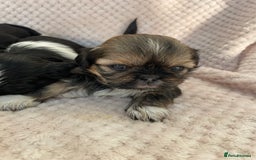 Mixed Breed dogs for sale: Lhasa apso cross shihtzu puppies. - Advert 24