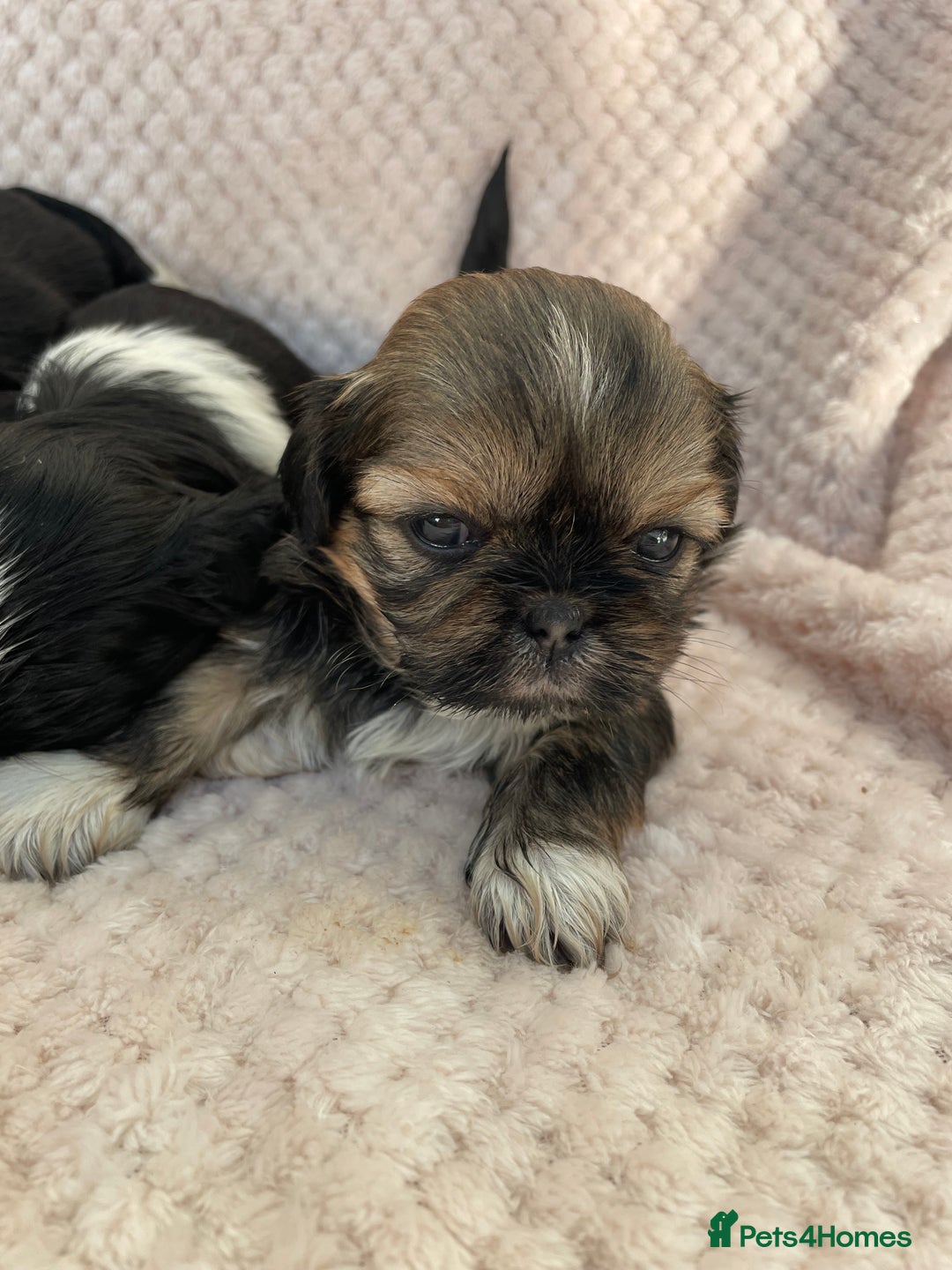 Mixed Breed dogs for sale: Lhasa apso cross shihtzu puppies. - Advert 24