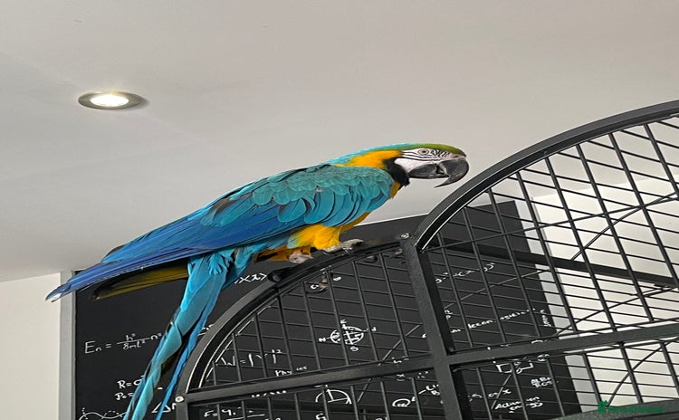Macaws birds - Advert 1