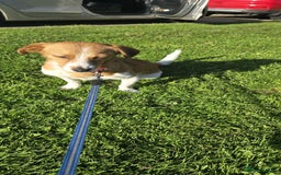 Mixed Breed dogs for adoption: Apricot  - Image 10