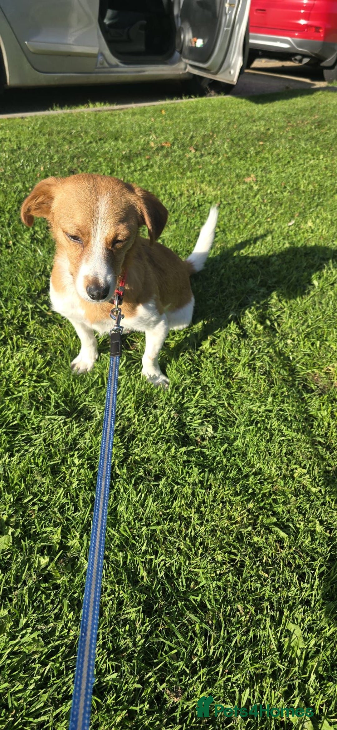 Mixed Breed dogs for adoption: Apricot  - Image 10