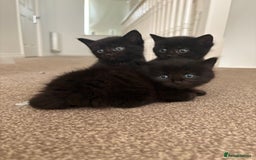 British Shorthair cats for sale: 3 adorable little black kittens - Image 2