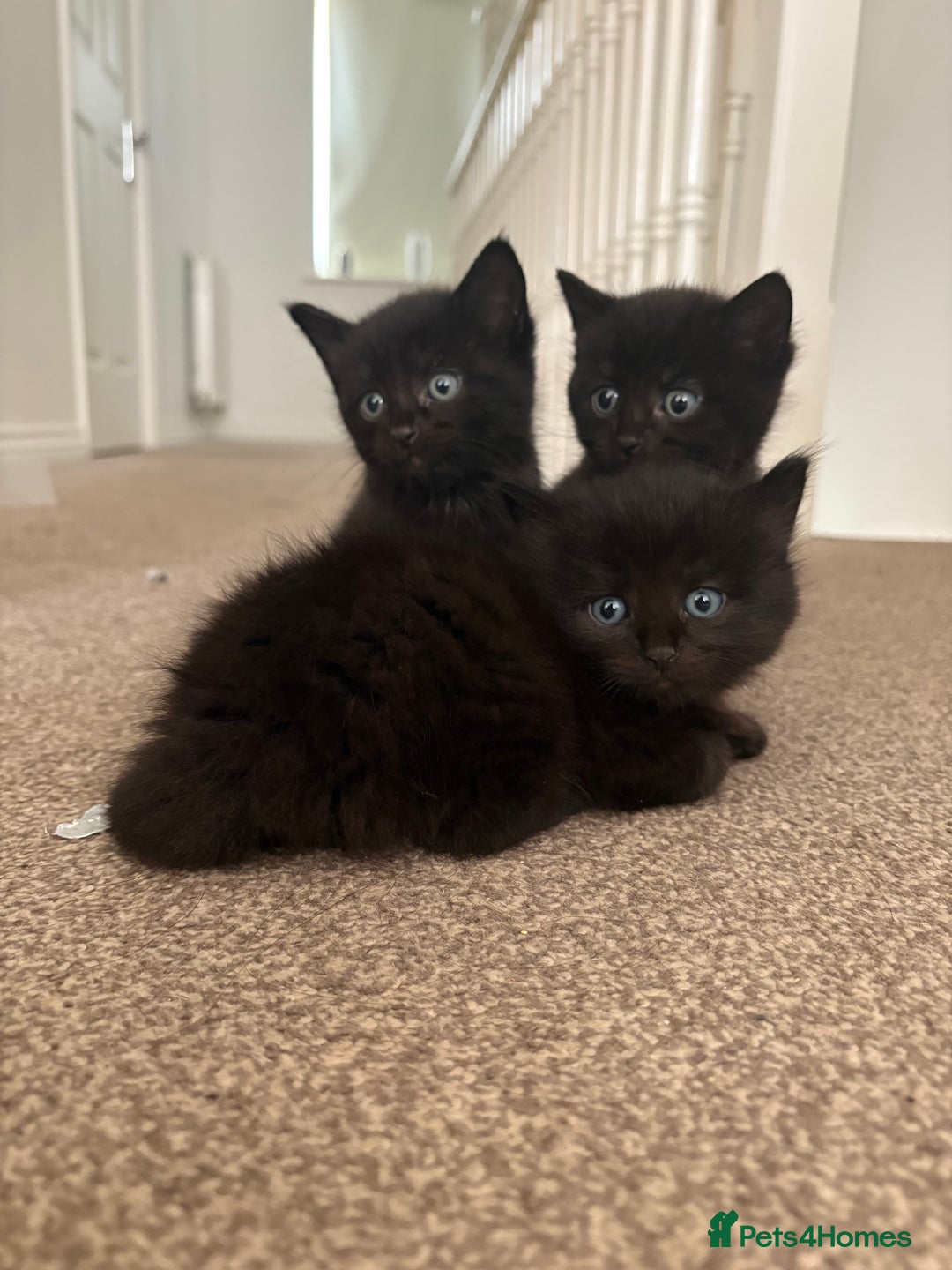 British Shorthair cats for sale: 3 adorable little black kittens - Image 2