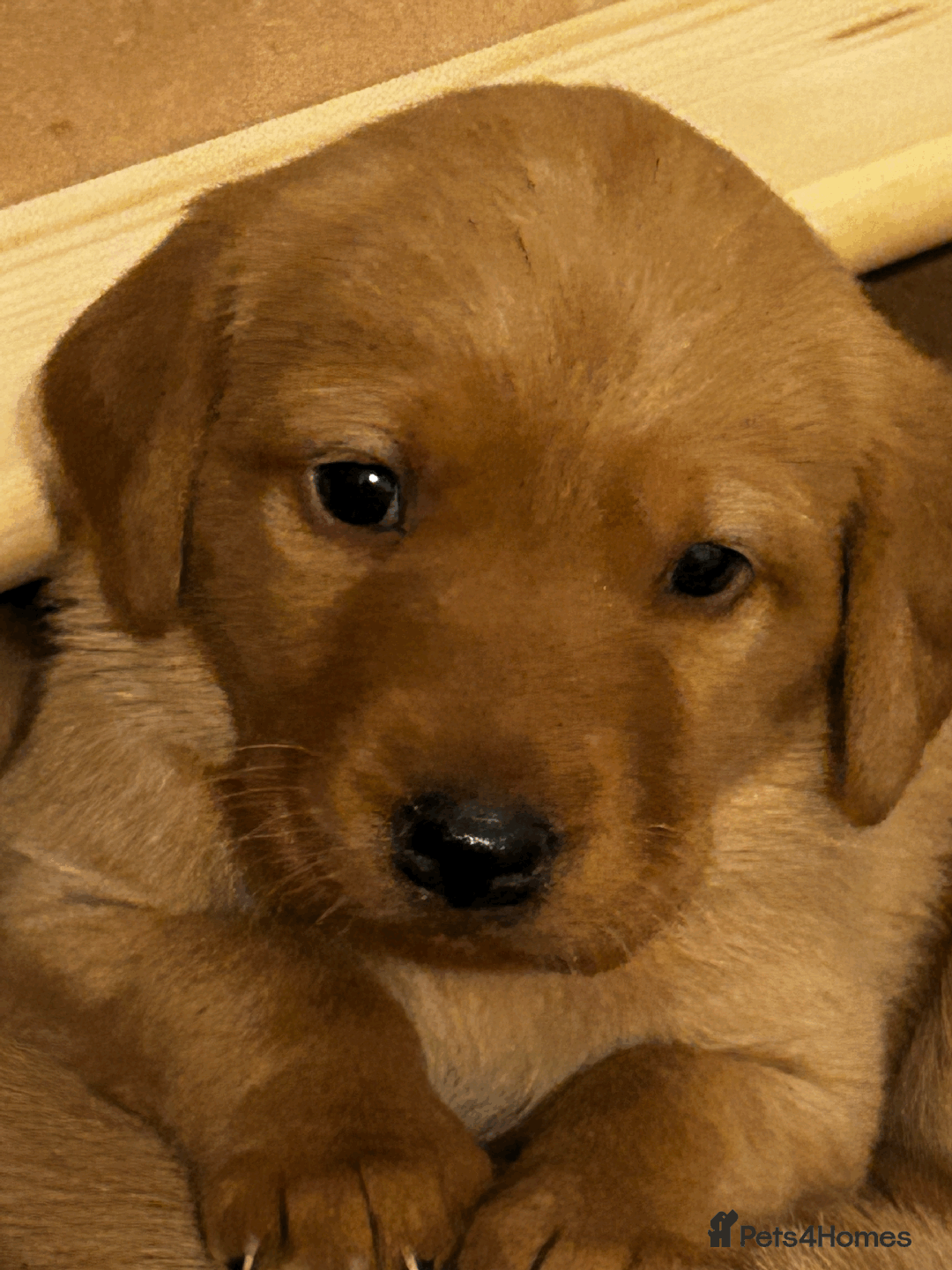 Labrador Retriever dogs for sale: Beautiful Labrador Puppies - Advert 7