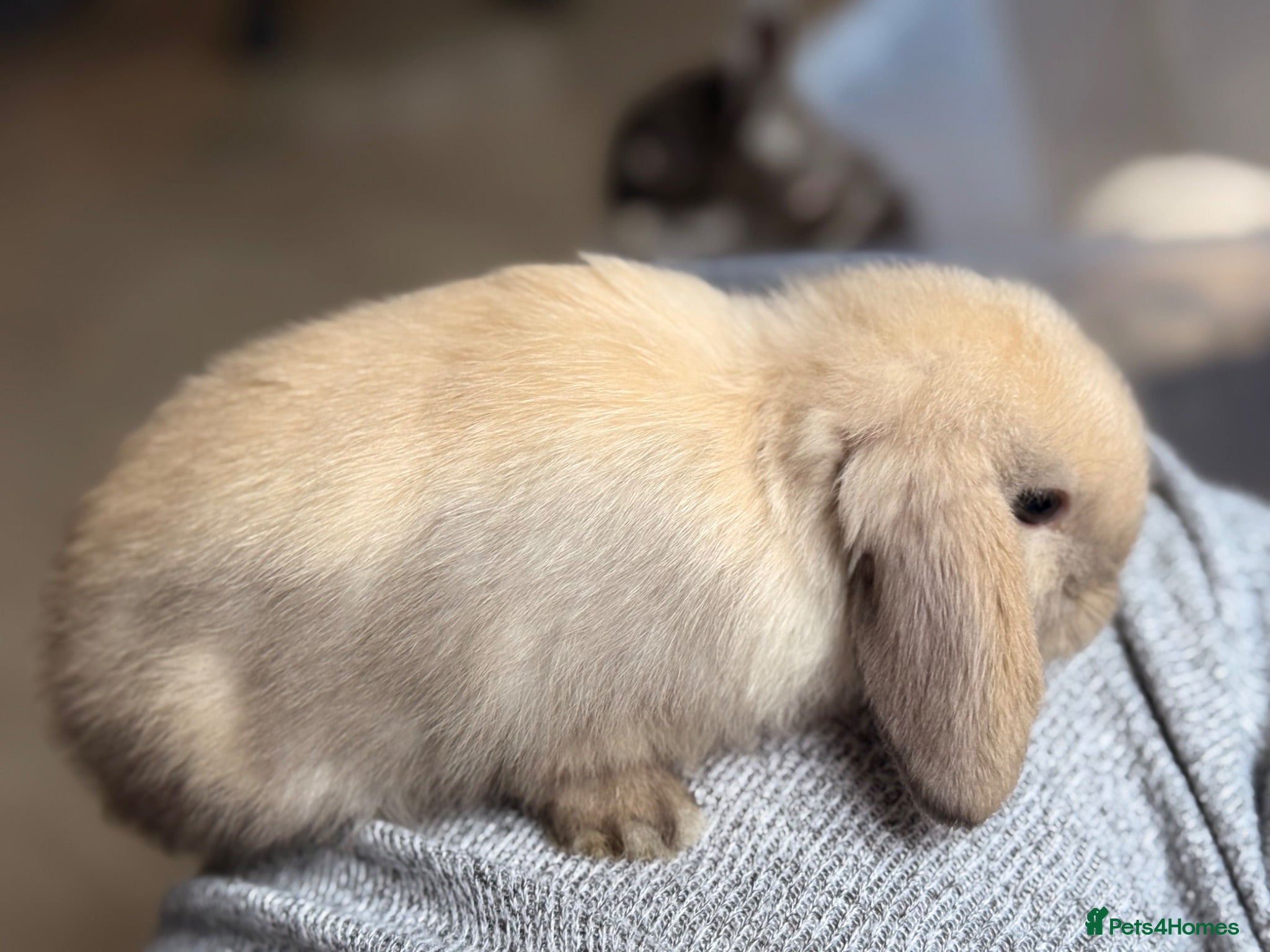 Mini Lop rabbits Pure mini lops  - Advert 5