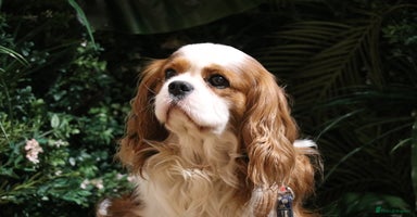 Cavalier King Charles Spaniel dogs in Chesterfield - Advert 1