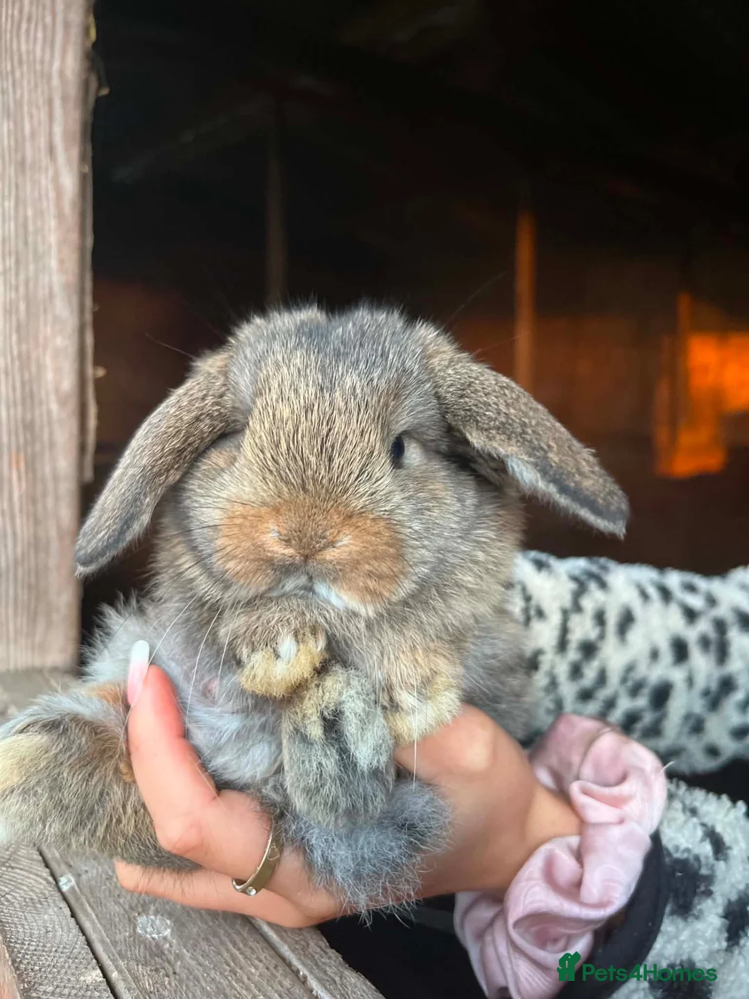 Mini Lop rabbits for sale: Gorgeous baby mini lops  - Advert 1
