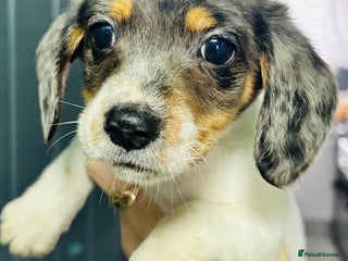 Mixed Breed dogs Adorable doxiepoo puppies last 2 remaining - Advert 4