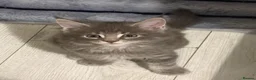 Maine Coon cats for sale: 6 beautiful blue silver mainecoons  - Advert 21