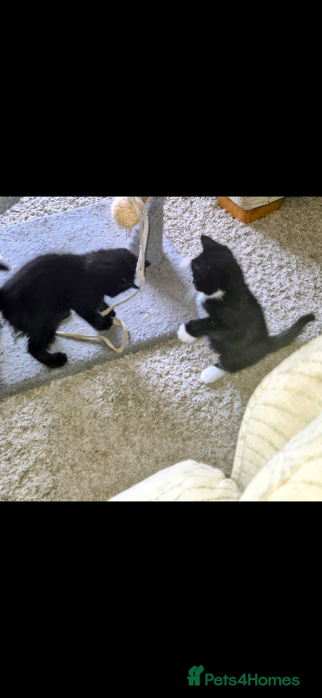 British Shorthair cats for sale: 3 beautiful little kittens !! - Advert 4