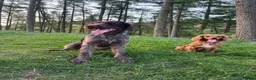 German Wirehaired Pointer dogs for stud: German Wirehaired Pointer at Stud - Advert 9