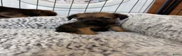 Border Terrier dogs for sale: Stunning Border Terrier Pups - Advert 12