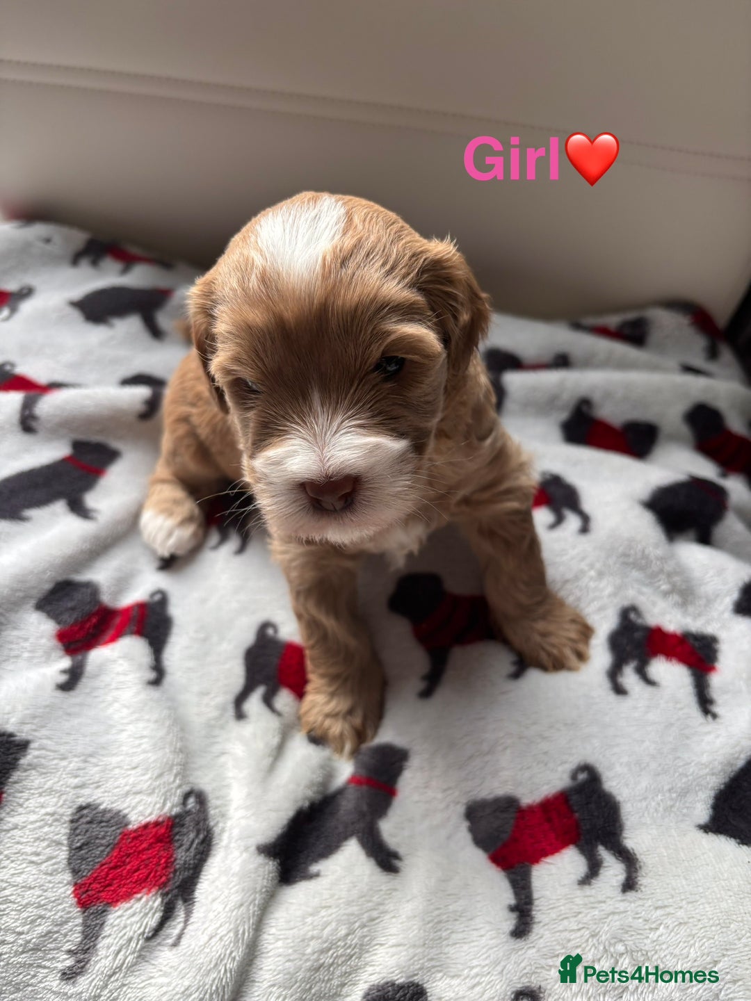 Cockapoo dogs for sale: Adorable F2 Cockapoo Puppies - First Litter  - Advert 2