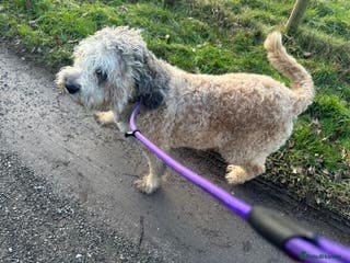 Mixed Breed dogs F1 SAINTBERNADOODLE GIRL - Advert 2
