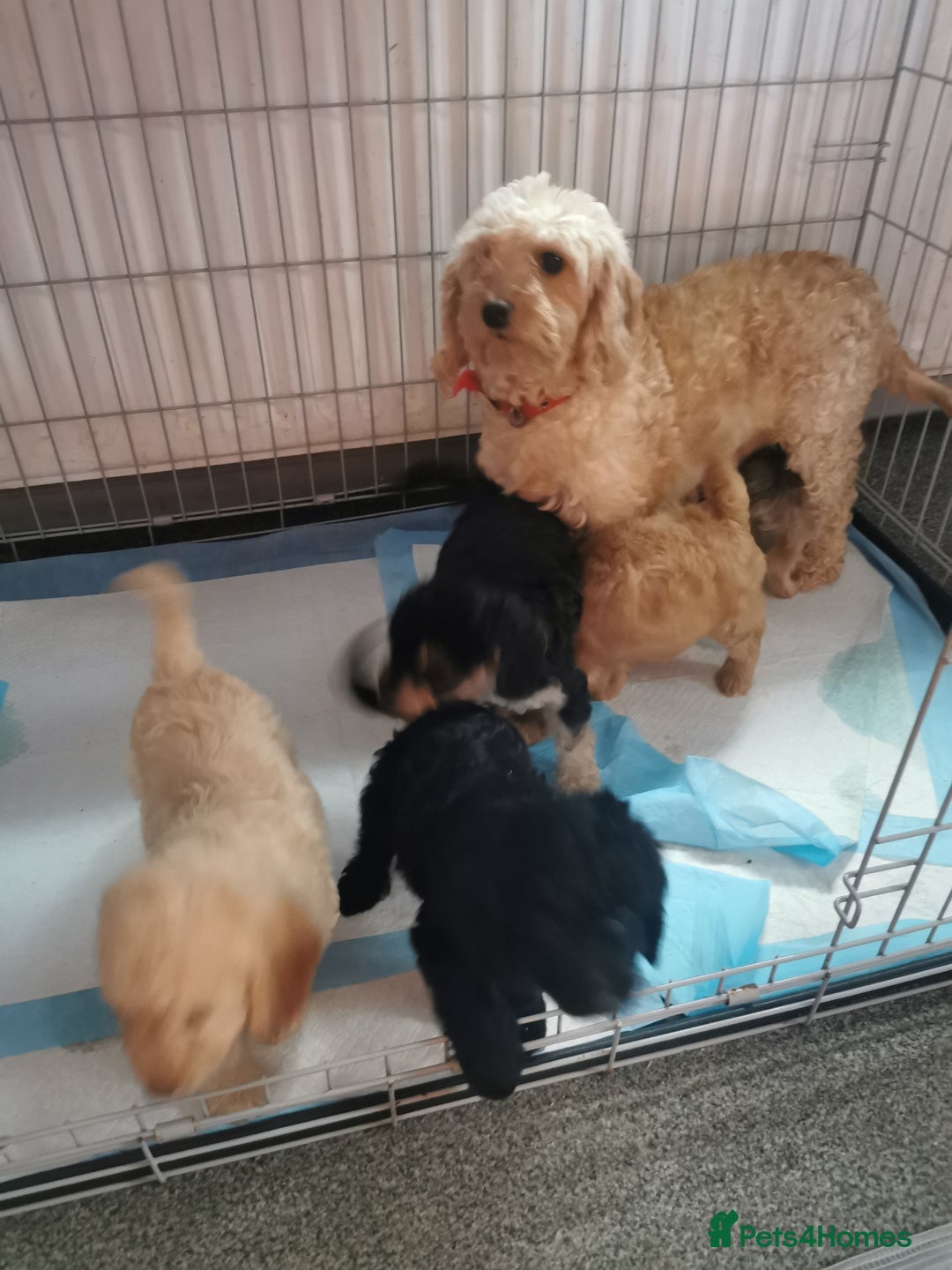 Cockapoo dogs for sale: Amazing cockapoo  - Advert 1