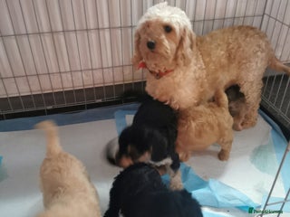 Cockapoo dogs Amazing cockapoo - Advert 1