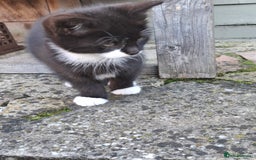 Mixed Breed cats for sale: Black and white kittens  - Image 2