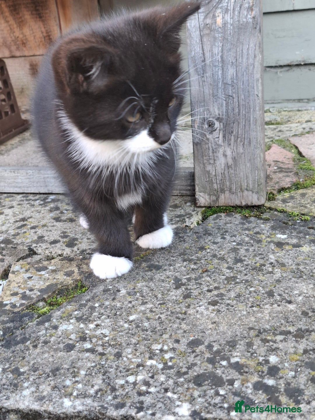 Mixed Breed cats for sale: Black and white kittens  - Image 2