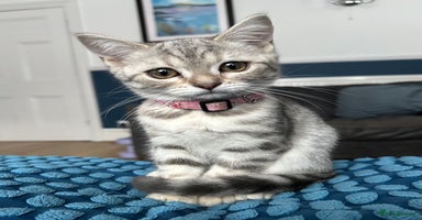 British Shorthair cats - Advert 6