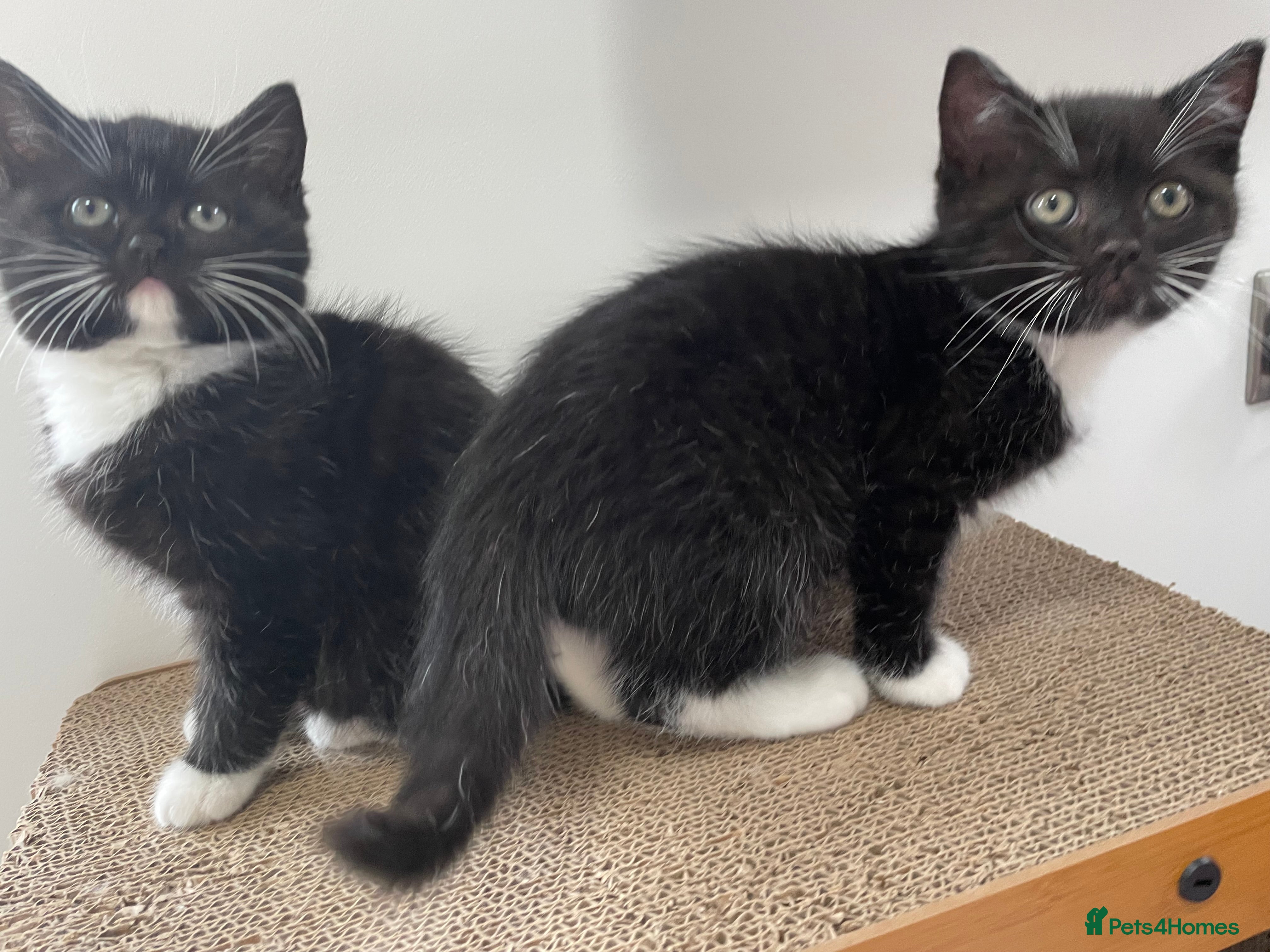 British Longhair cats Stunning litter of British long hair - Advert 6