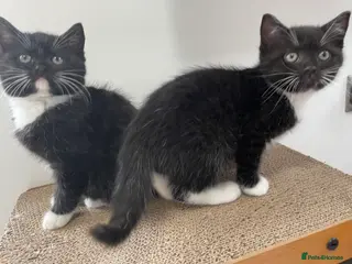 British Longhair cats Stunning litter of British long hair - Advert 6