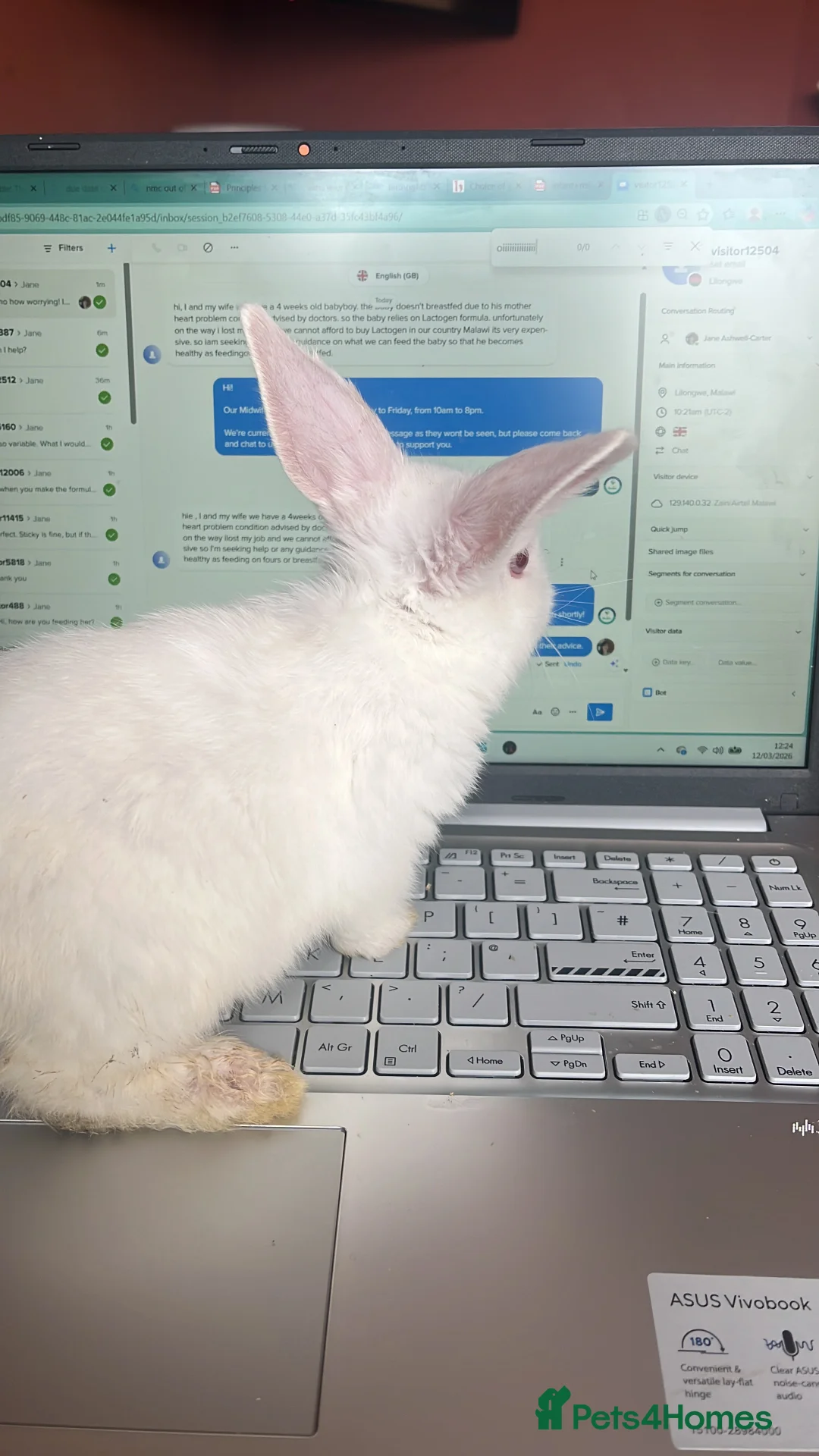 Mixed Breed rabbits for sale: Small, mixed breed baby rabbits - Advert 2