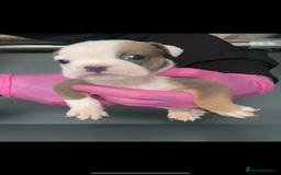 English Bulldog dogs for sale: KC registered English Bulldog Puppies  - Image 23