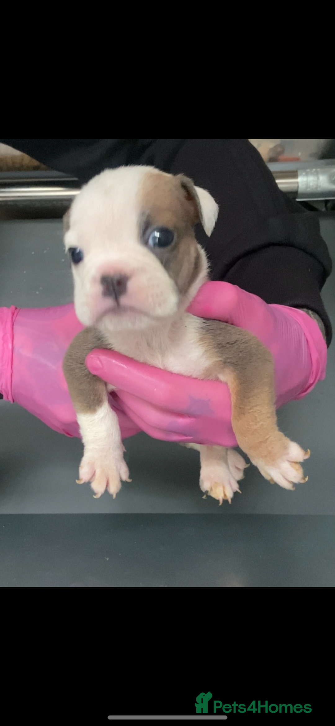 English Bulldog dogs for sale: KC registered English Bulldog Puppies  - Image 23