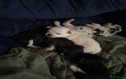 Chihuahua dogs for sale: Beautiful litter of chihuahua boys & girls  - Image 1