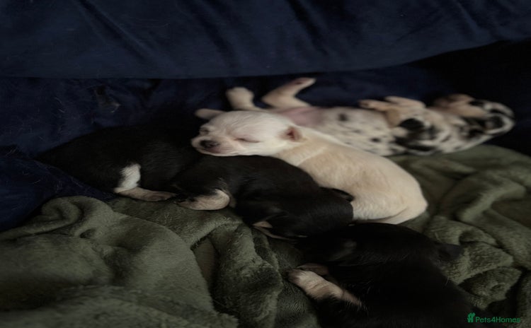 Chihuahua dogs - Advert 3