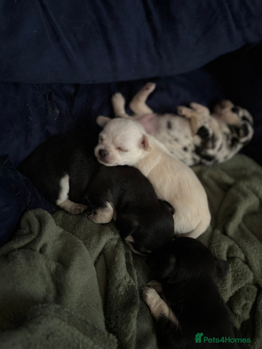 Chihuahua dogs for sale: Beautiful litter of chihuahua boys & girls  - Image 1