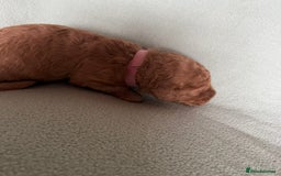 Australian Labradoodle dogs for sale: Fib Labradoodle puppies - Advert 33