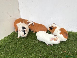 Guinea Pig rodents Female baby guinea pigs - Advert 13