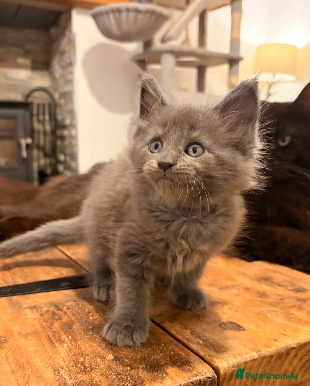 Maine Coon cats for sale: Halloween babies 🎃🐈‍⬛ 2 girls left - Advert 38